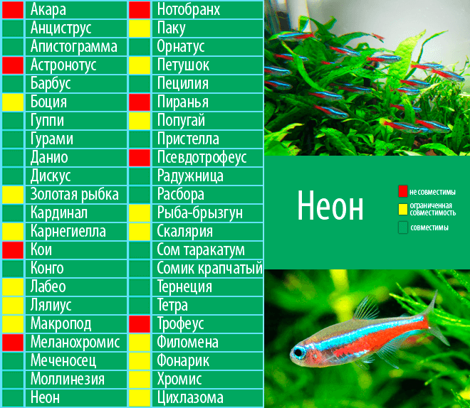 Аквариумные рыбки неоны: содержание и уход, чем кормить и виды - ribulki.ru