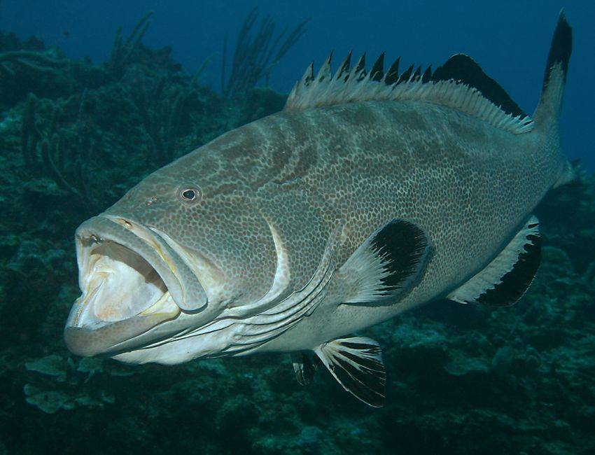 Рыба «палия» фото и описание
