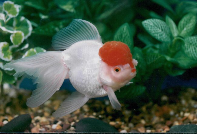 ᐉ рыбка красная шапочка или оранда красная: описание и содержание в аквариуме - kcc-zoo.ru