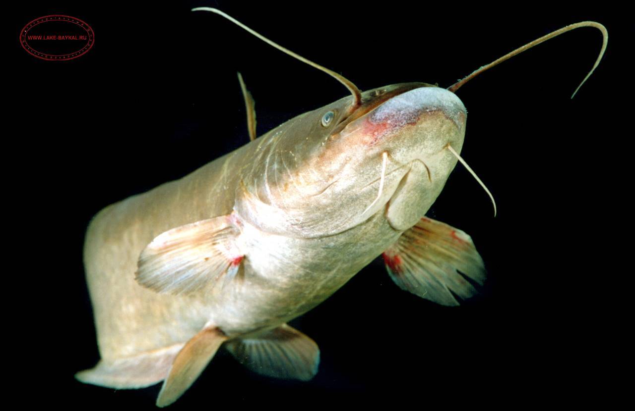 Рыба белый амур: фото с описанием, где водится и как поймать, на что клюет, костлявая или нет, вкусовые качества рыбы