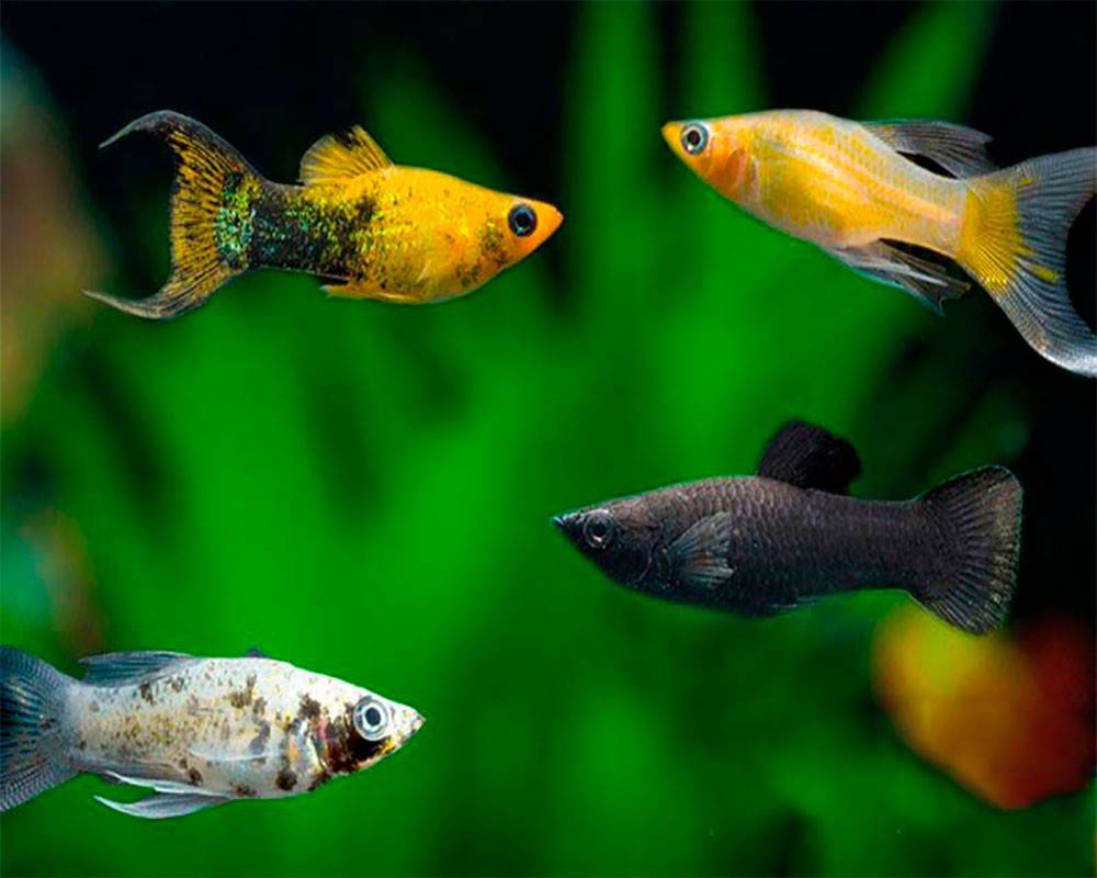 Содержание, уход за молли и размножение рыбок, как отличить самца от самки моллинезии