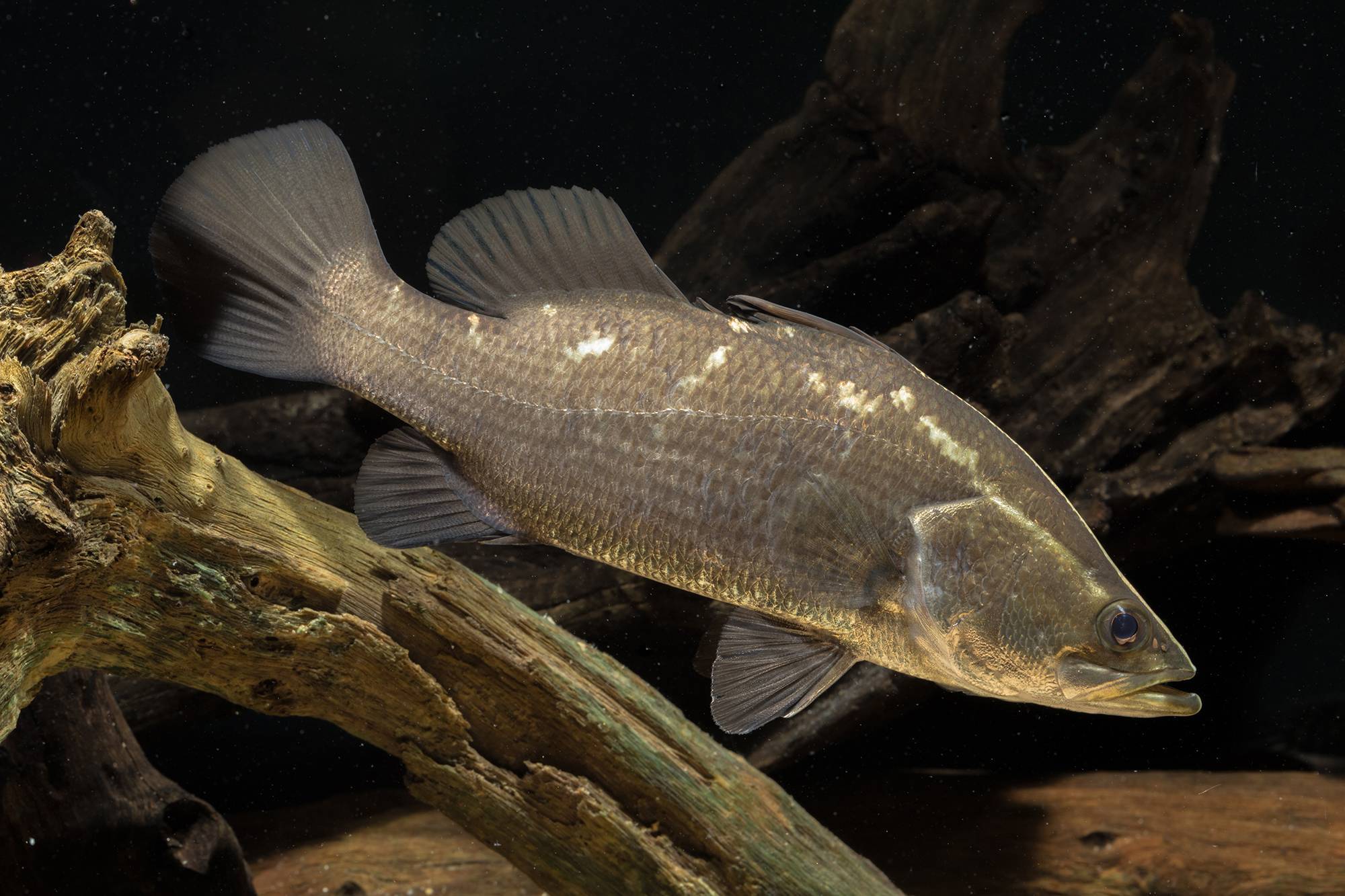 Рыба «тилапия» фото и описание