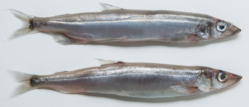 Рыба-мойва: интересные факты и рецепт приготовления