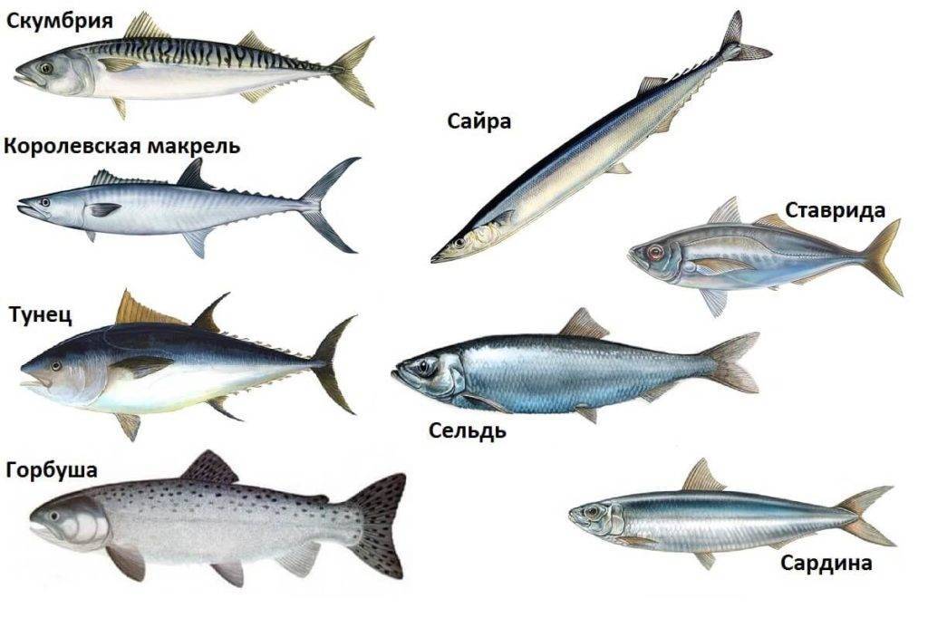 Как отличить скумбрию от макрели. рыба макрель, чем она отличается от скумбрии. рыба макрель и скумбрия: отличия