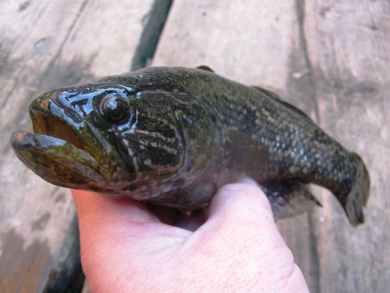 Рыба ротан: как выглядит, размеры, как отличить, польза и вред, среда обитания, интересные факты