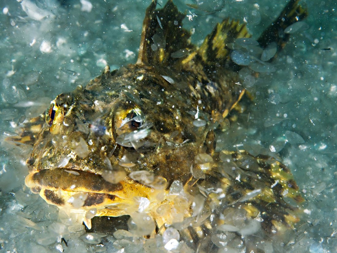 Рыба «терпуг японский» фото и описание