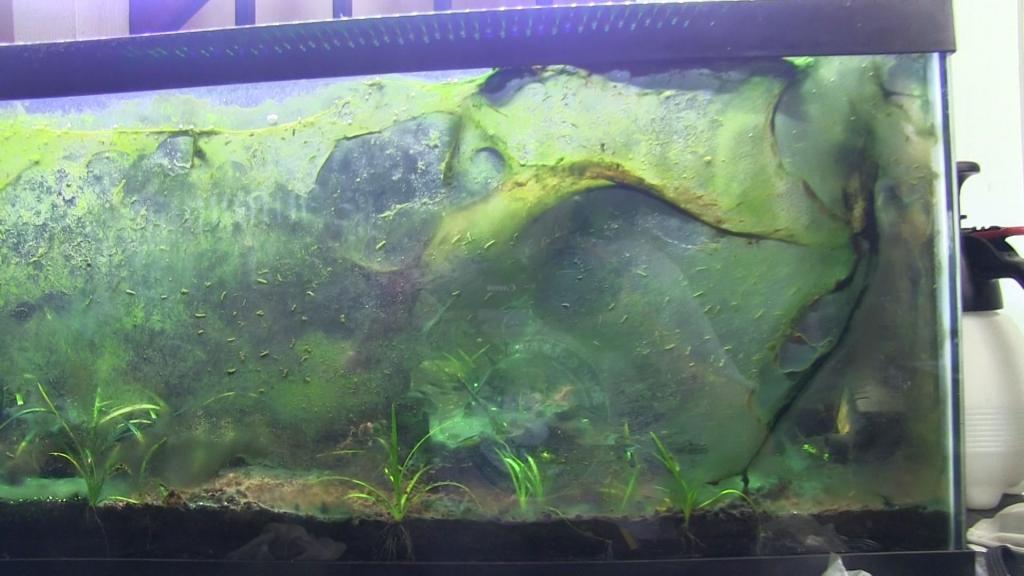 Зелень на стенках аквариума – причины, методы борьбы
