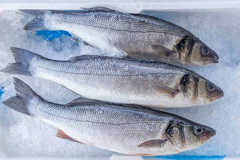 ✅ рыба сибас польза и вред - vsezap24.ru