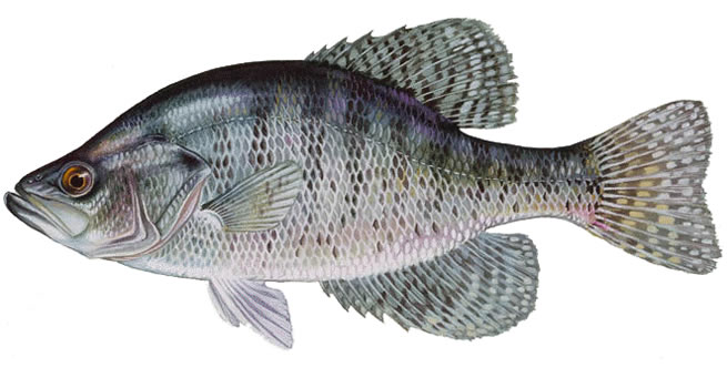 Кутум фото и описание – каталог рыб, смотреть онлайн