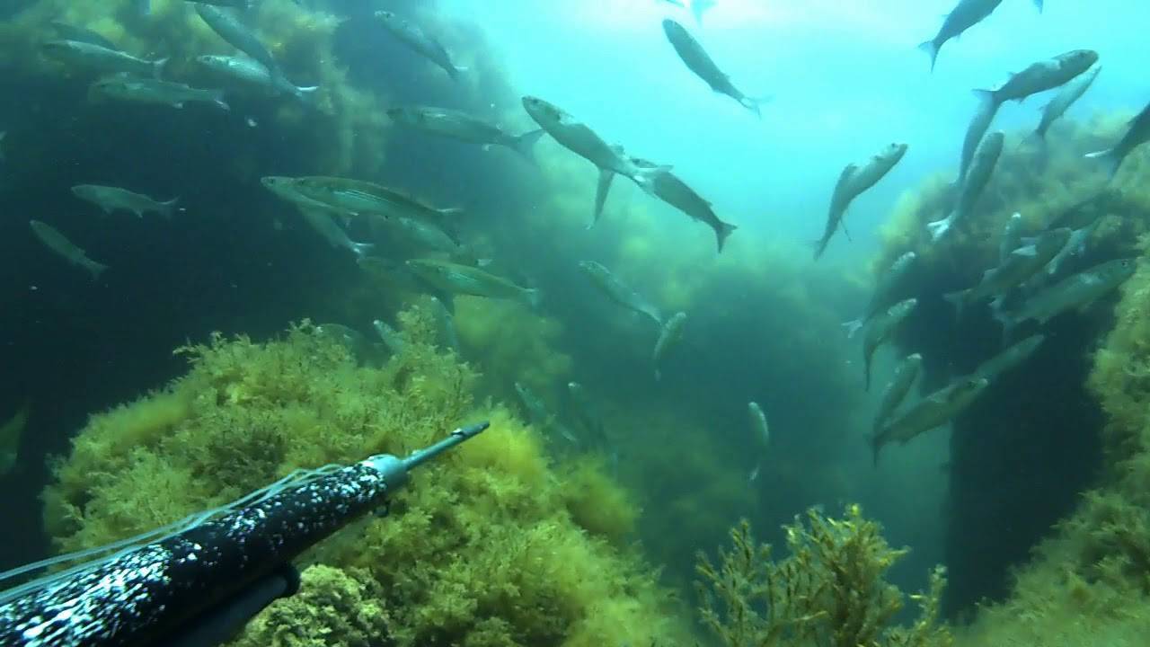 Пеленгас — дальневосточная рыба: где водится, нерест, особенности ловли