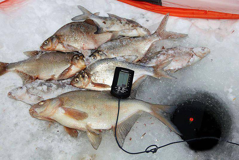 Снасти для рыбалки на леща, оборудование и особенности лова