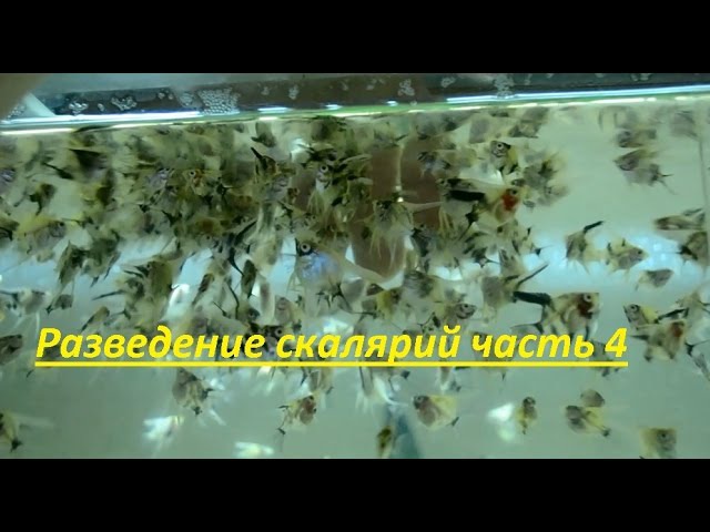 Разведение скалярий (pterophyllum scalare), сапролегния, кладка, личинки, температура воды, инкубирование икры скалярий, массовое разведение скалярий, растения, выкармливание мальков скалярии, цихлиды