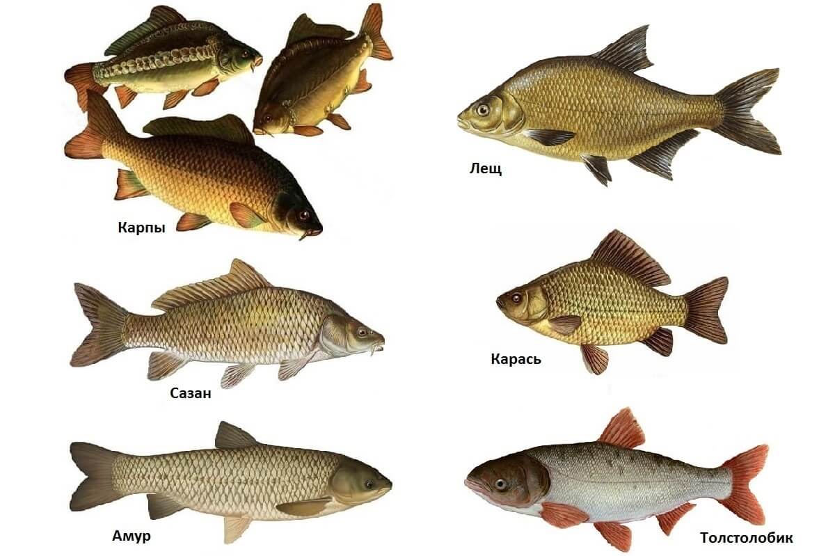 Рыба карп: фото с описанием рыбы, способах ловли и среде обитания, чем питается и как выглядит + инструкция, как поймать карпа
