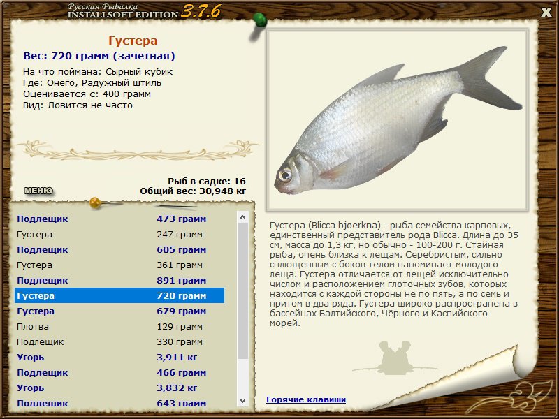 Густера - все о густере: описание, распространение, образ жизни и способ ловли - fishingwiki