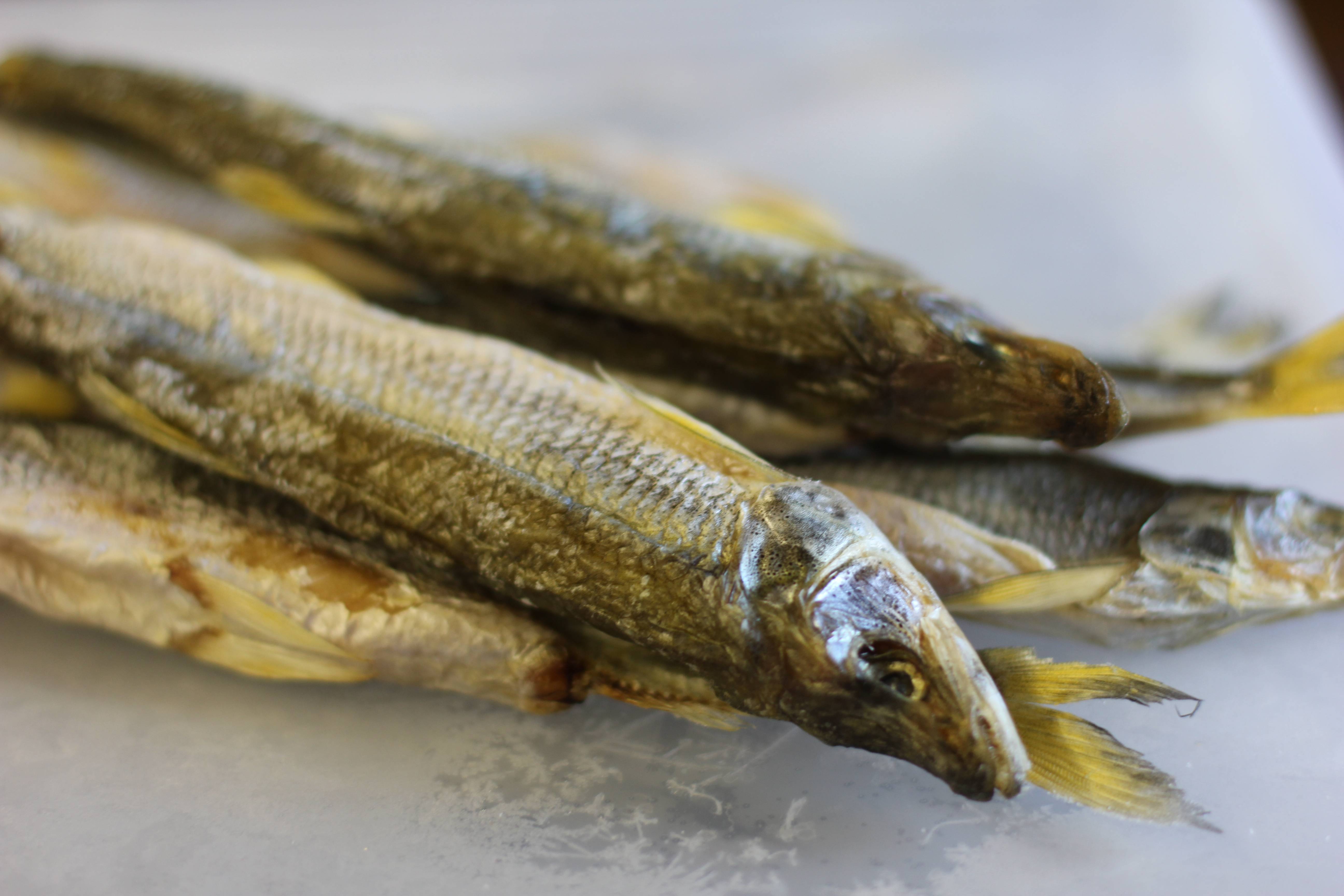 Рыба снеток - подробное описание,разновидности, особенности питания и жизненного цикла