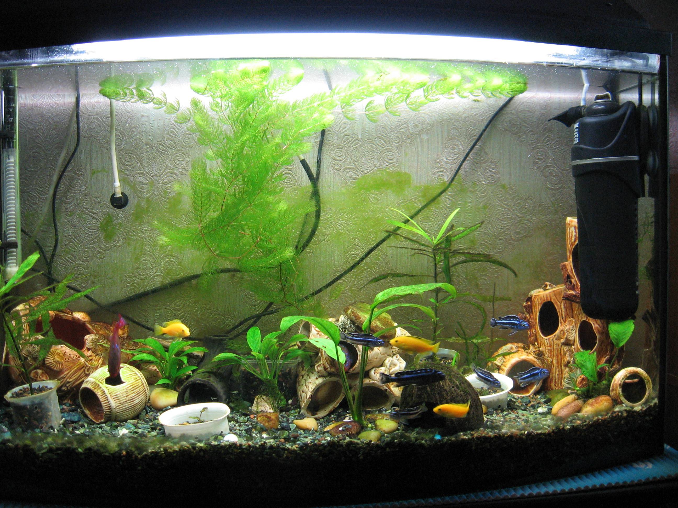 Как обустроить аквариум с пресной водой
