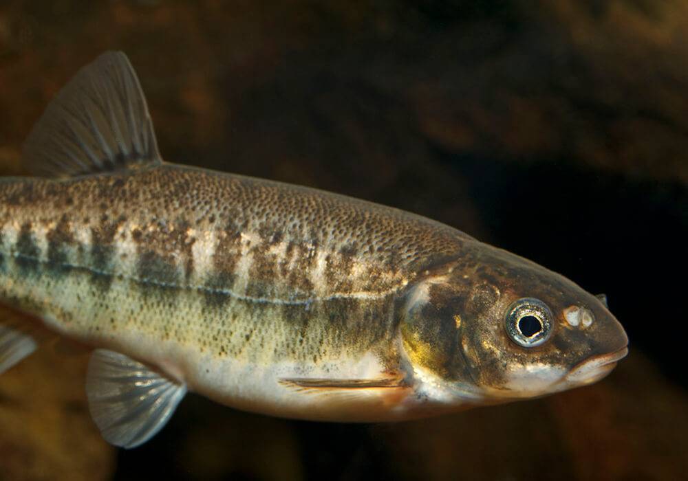 Рыба гольян: места обитания, особенности питания и размножения, техника ловли