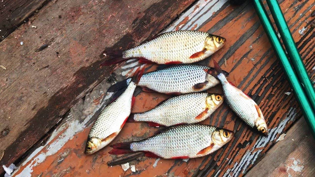 Красноперка фото и описание – каталог рыб, смотреть онлайн