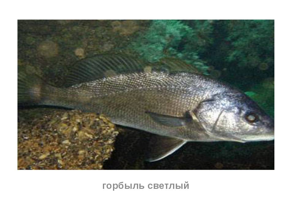 Рыба «Горбыль светлый» фото и описание