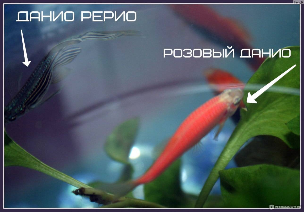 Данио рерио: фото рыбки, содержание, разведение, совместимость, видео