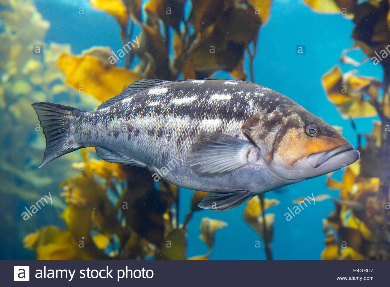 Рыба «мальма» фото и описание