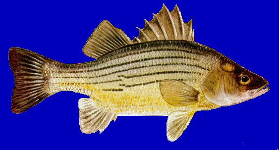 Белуга фото и описание – каталог рыб, смотреть онлайн