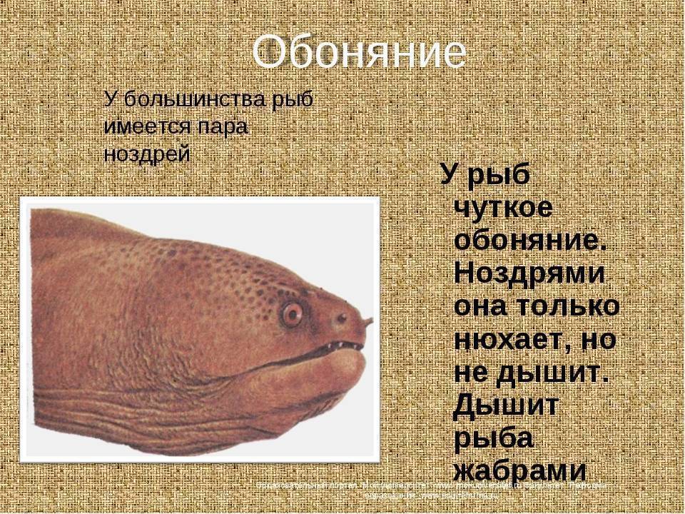 ✅ есть ли у рыб уши? есть ли у рыб слух - elpaso-antibar.ru