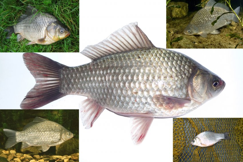 Рыба «чехонь» фото и описание