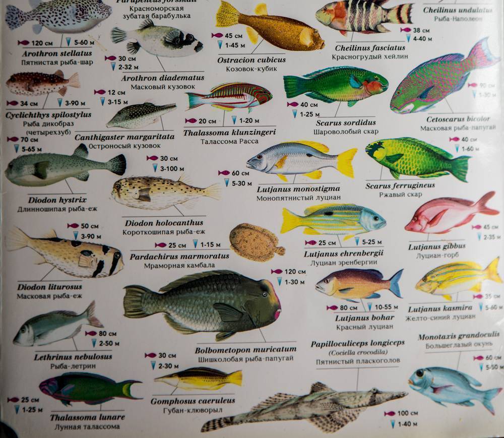 Язь фото и описание – каталог рыб, смотреть онлайн