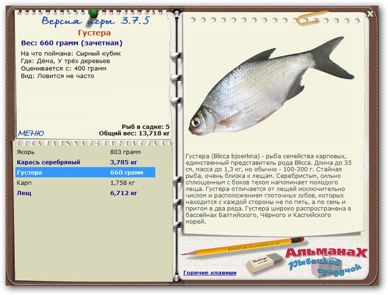Подлещик: описание рыбы, отличия от леща и густеры, места обитания, способы ловли и гастрономическая ценность