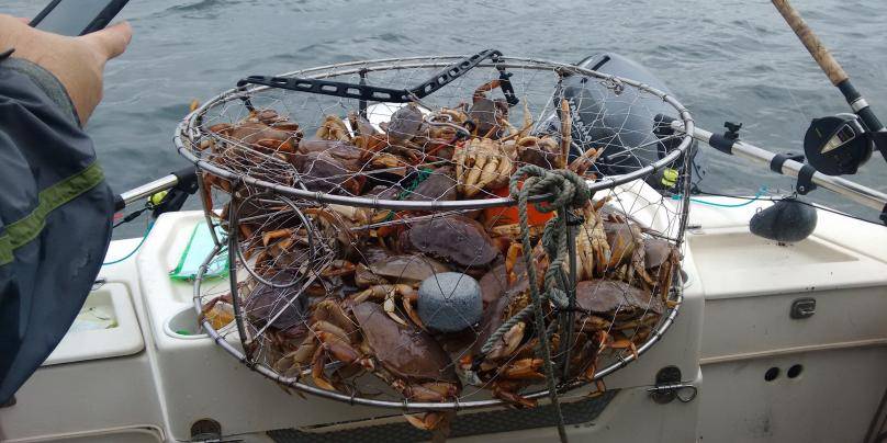 Ловля камчатского краба в море: сезонность промысла и способы добычи
