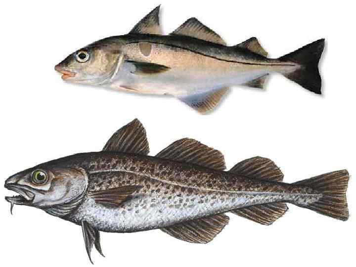 Треска морская или речная рыба
