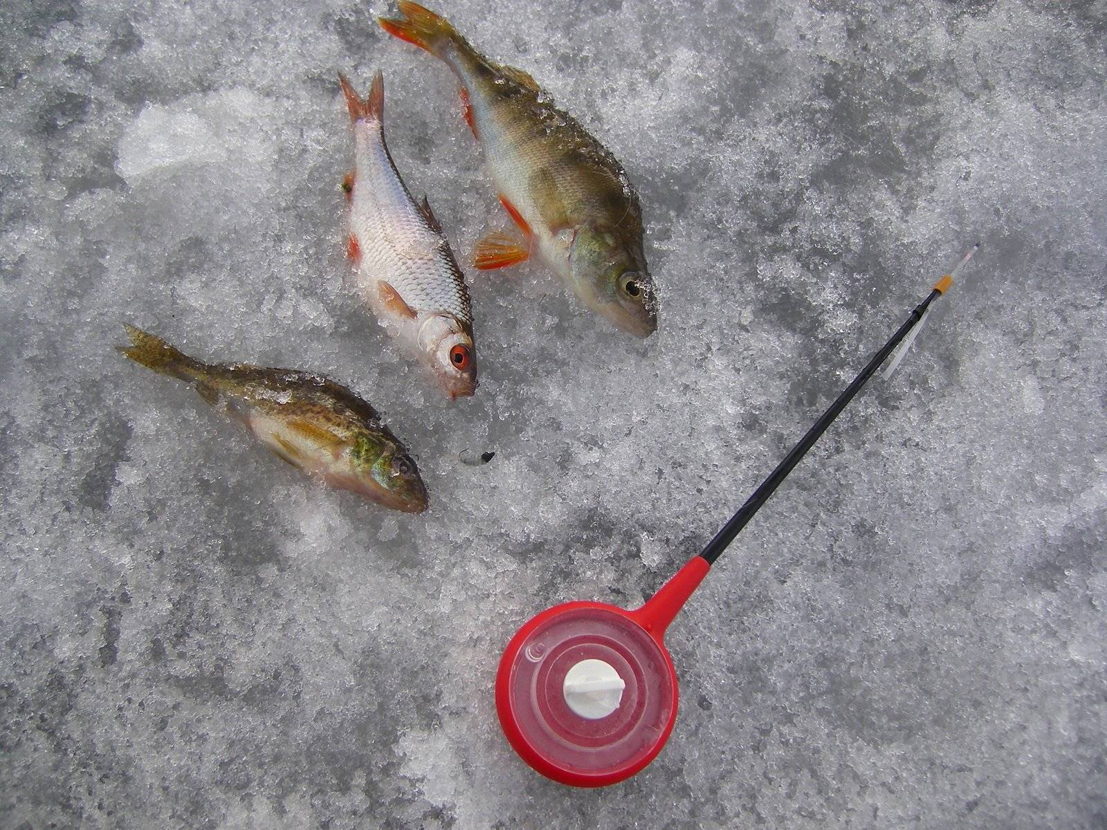 Зимняя рыбалка на безмотылку: секреты и техника ловли
