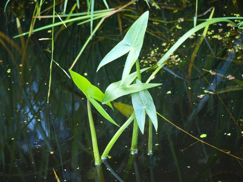 ✅ растение стрелолист обыкновенный - сад62.рф