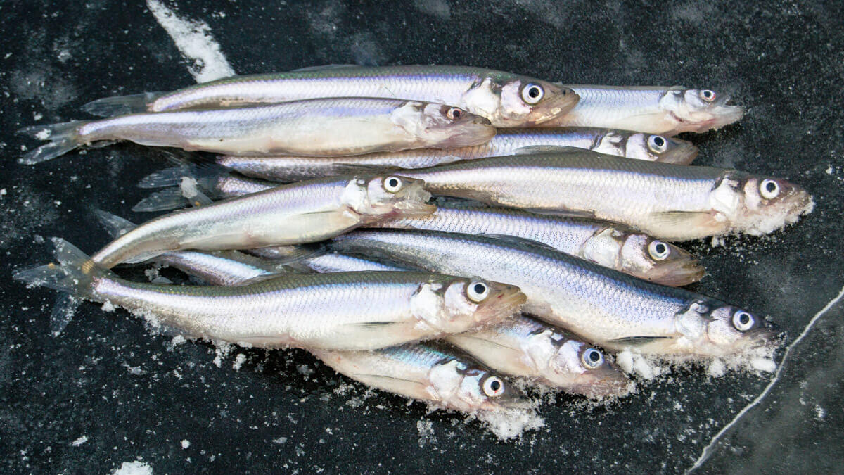 Корюшка - описание рыбы, рецепты приготовления