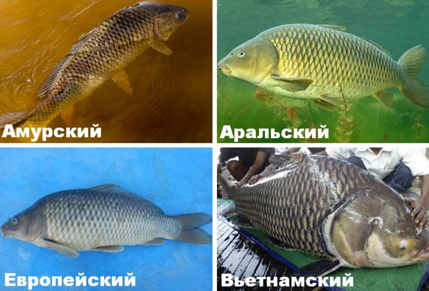 Сазан и карп — в чем разница? отличия + фото