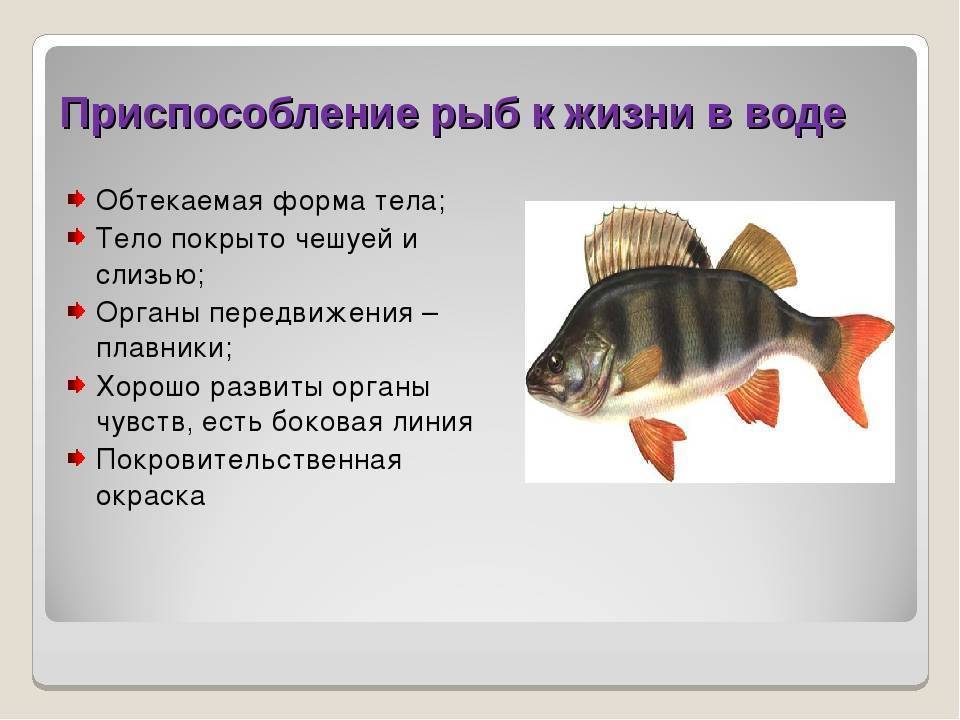 Окунь какая рыба речная или морская - в чем разница, плюсы и минусы