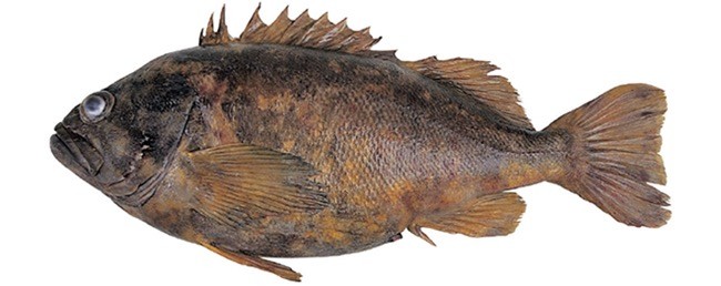 Окунь солнечный красноухий фото и описание – каталог рыб, смотреть онлайн