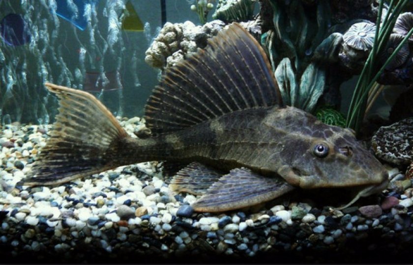 Аквариумная рыбка анцитрус