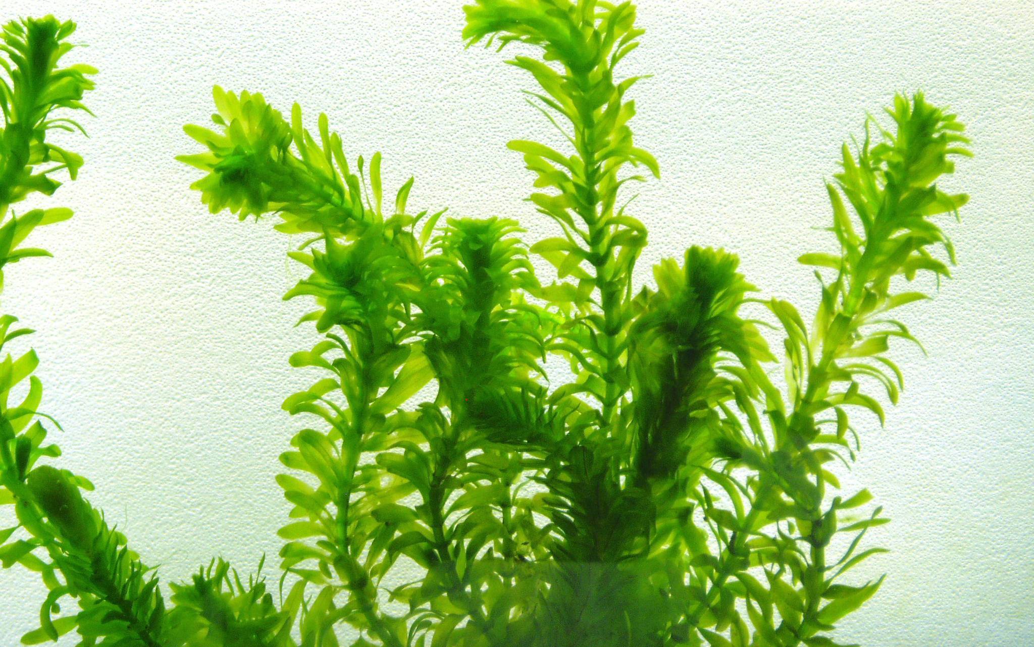 Аквариумное растение элодея: её особенности, как она выглядит и как её выращивать