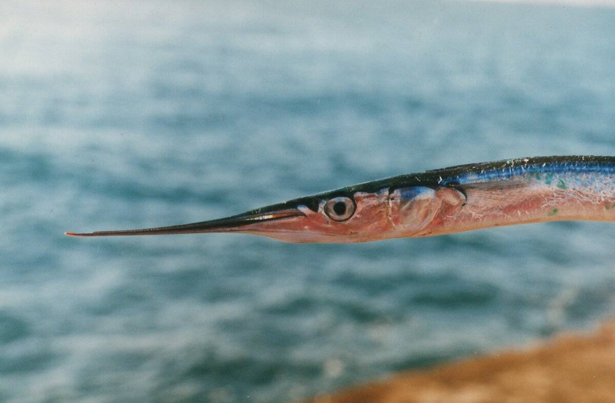 Рыба «Сарган тихоокеанский» фото и описание