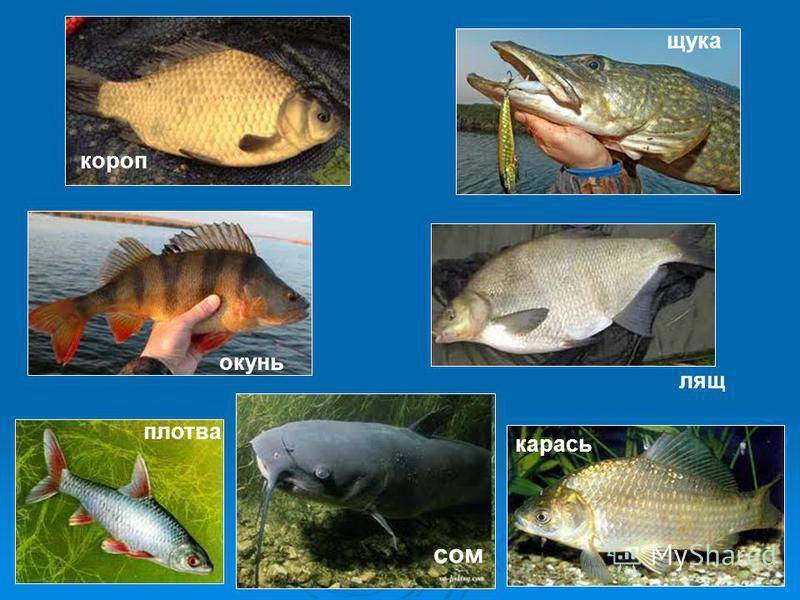 Рыба щука: внешний вид, фото, образ жизни, способы ловли, рецепты приготовления, виды