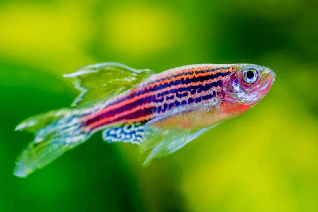 Аквариумная рыбка данио рерио: размножение, содержание и уход, болезни