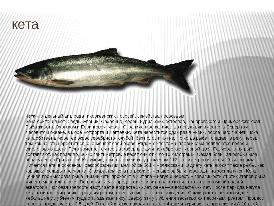 Мальма фото и описание – каталог рыб, смотреть онлайн