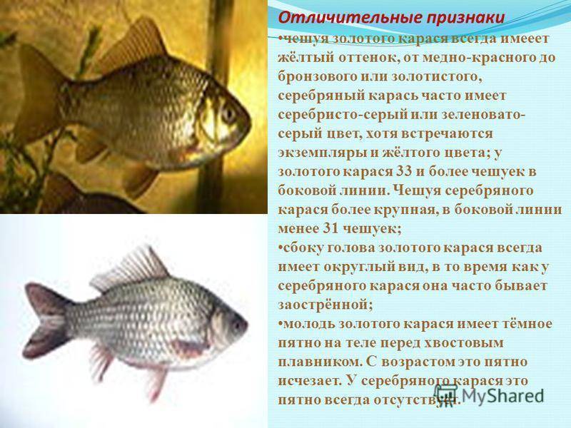 Рыба карась: описание и особенности искусственного разведения
