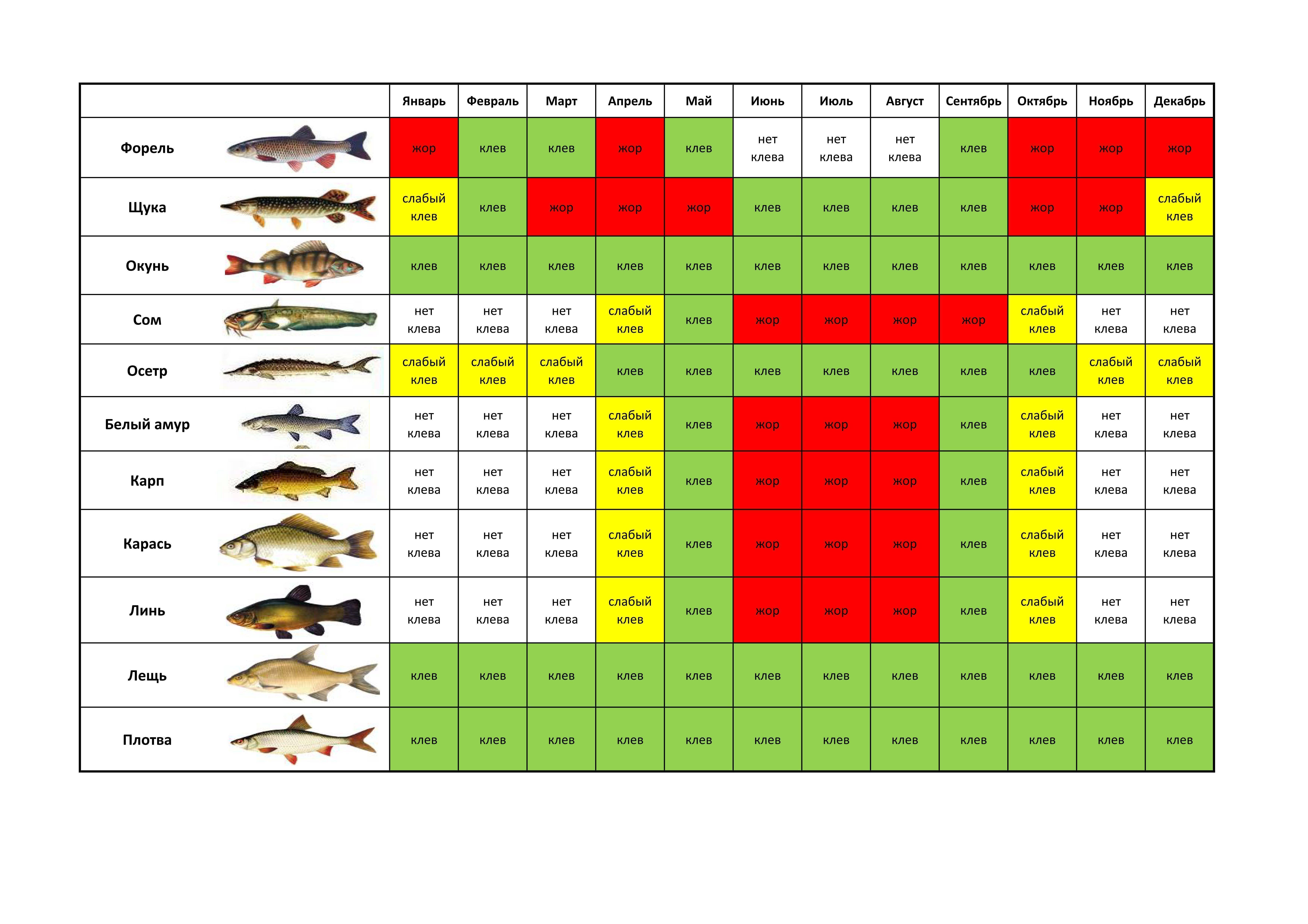 Рыба голавль: фото с описанием образа жизни и способах ловли рыбы, распространение, рецепты, нерест