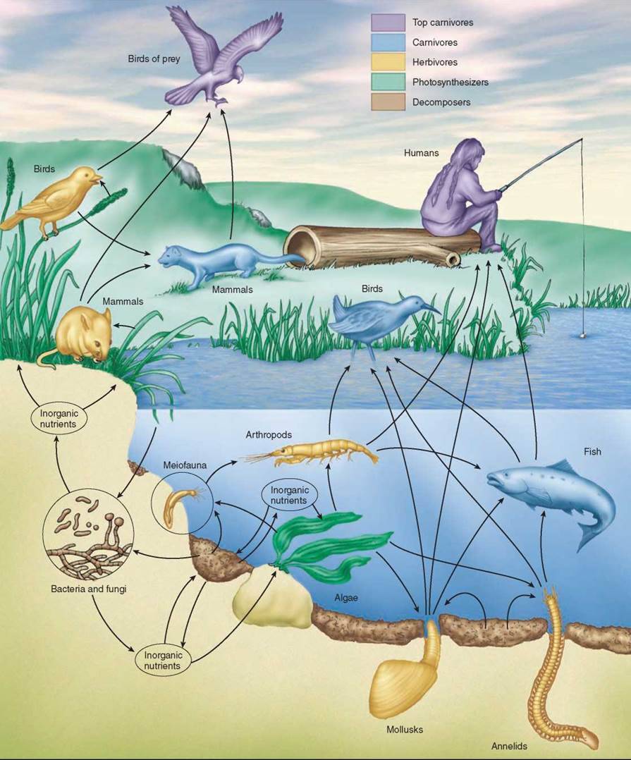 Трофическая структура водоема. Трофическая сеть экосистемы озера. Пищевая сеть водоема. Пищевая сеть водной экосистемы. Пищевая сеть озера.