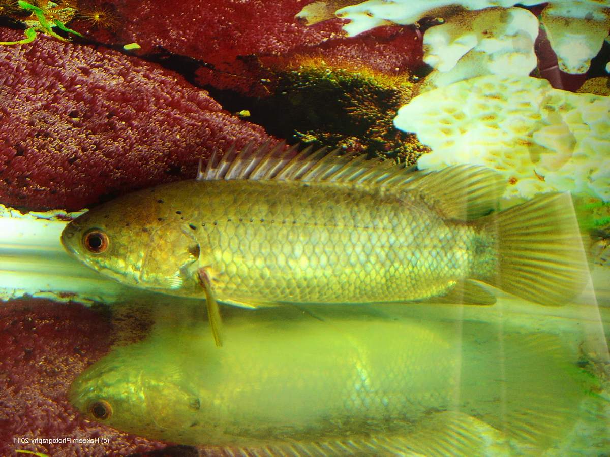 Анабас, или рыба-ползун: внешние характеристики, особенности содержания в домашних условиях