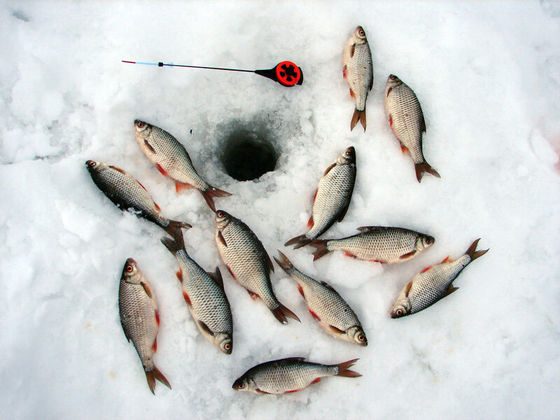 Рыбалка на плотву зимой. снасти, насадки, время ловли • мега рыбак