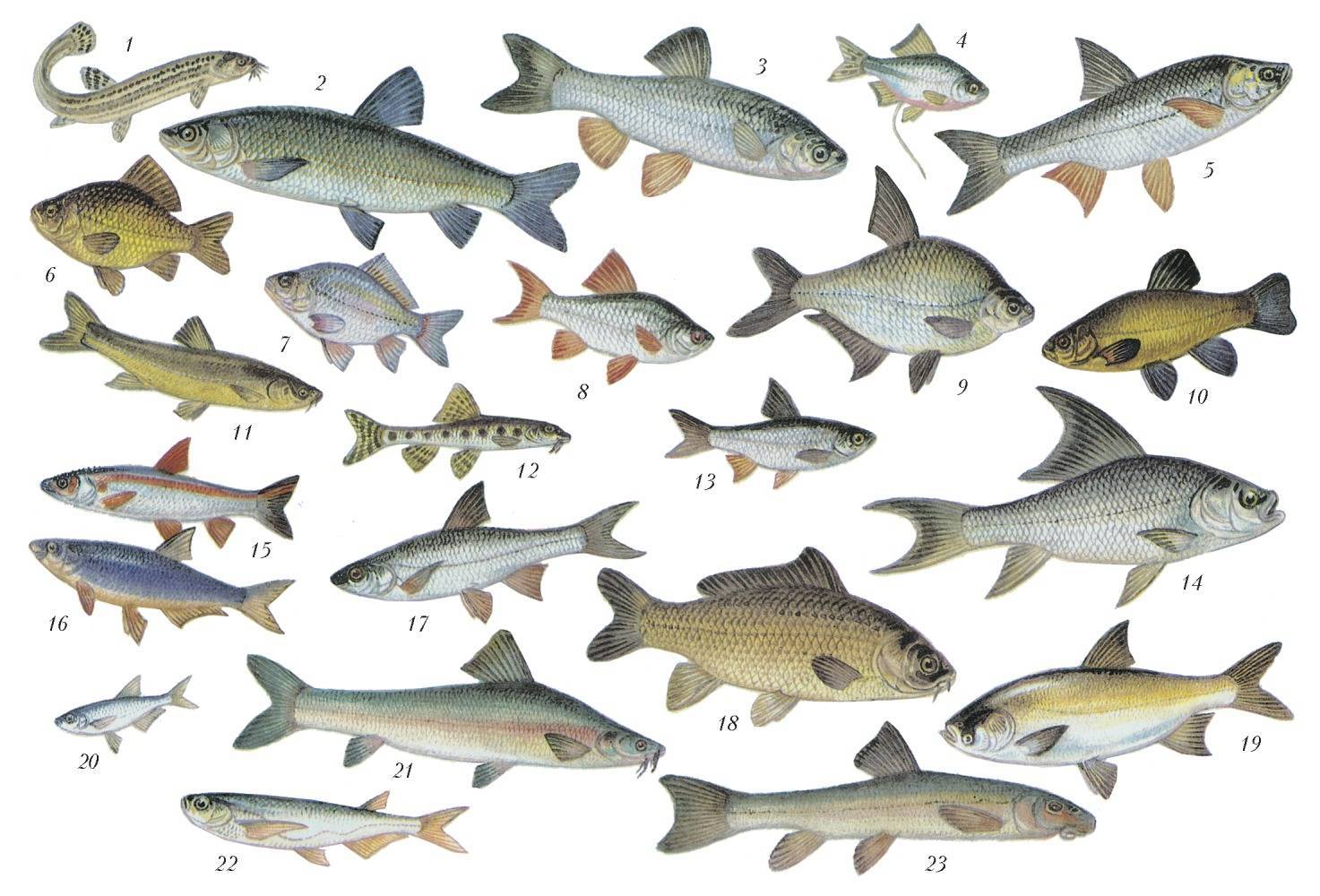Рыба семейства карповых: полный список видов с описанием и фото